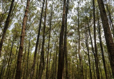 Pinus merkusii, Merkus çamı veya ormandaki Sumatra çam ağacı, doğal arka plan.