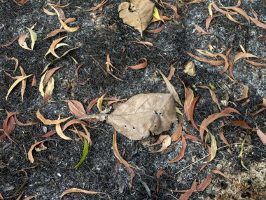 Tropikal orman zemininde Akasya bitkilerinin kuru yaprakları. Doğal Arkaplan.
