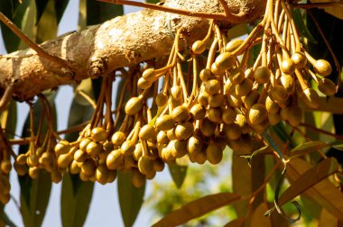 Durian çiçek tomurcukları (Durio zibethinus), meyve kralı, ağaç dalından çiçek açar..