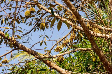 Genç durian ve çiçek tomurcukları (Durio zibethinus), meyve kralı, ağaç dalından çiçek açar..