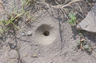 Girdap ya da yerdeki koni deliği Myrmeleon formicarius larvaları, undur-undur, karınca hayvan yuvası..