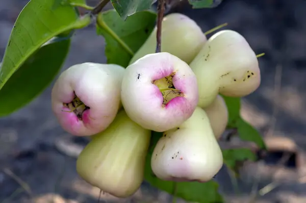 Young water apples fruits (Syzygium aqueum) on its tree, known as rose apples or watery rose apples.