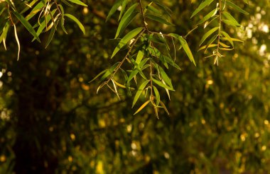 Yeşil yapraklı Cajuput yaprakları (Melaleuca cajuputi), sığ odak noktasında. Doğal arkaplan.