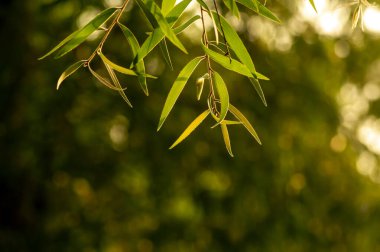 Yeşil yapraklı Cajuput yaprakları (Melaleuca cajuputi), sığ odak noktasında. Doğal arkaplan.