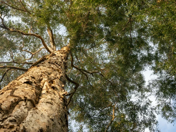A Melaleuca cajuputi giant tree, commonly known as cajuput.