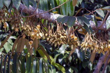 Durian çiçekleri (Durio zibethinus), meyve kralı, ağaç dalından çiçek açar..