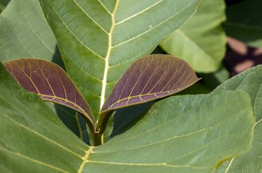 Gunung Kidul, Yogyakarta, Endonezya 'daki kreşte renkli yapraklarla (Tectona grandis) meşe tohumu..