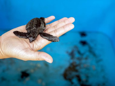Goa Cemara Sahili, Bantul, Yogyakarta, Endonezya 'da bebek zeytinli kaplumbağa yavruları (Lepidochelys olivacea).