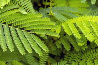Petai yaprakları, Endonezya 'da Parkia Specosa yaprakları için yaygın bir isim. Doğal arkaplan.