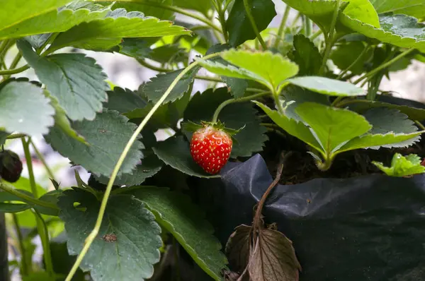 A strawberry plant with a red ripe strawberry in the garden.