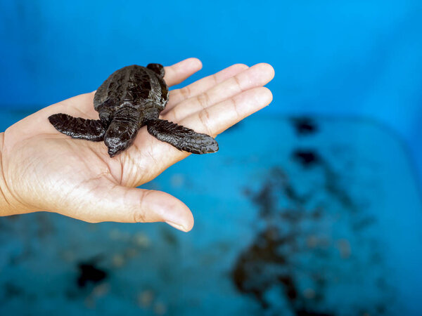 Baby olive ridley turtle hatchlings (Lepidochelys olivacea) at Goa Cemara Beach, Bantul, Yogyakarta, Indonesia.