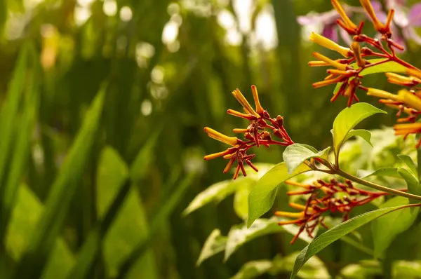 Bahçedeki turuncu hamelia papilloma çiçeklerini kapat..