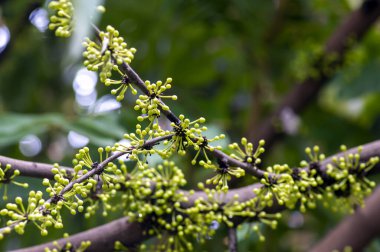 Kepel veya burahol (Stelechocarpus burahol) ağaç gövdesinde yeşil çiçekler, seçili odak.