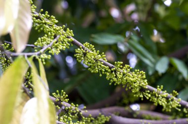 Kepel veya burahol (Stelechocarpus burahol) ağaç gövdesinde yeşil çiçekler, seçili odak.