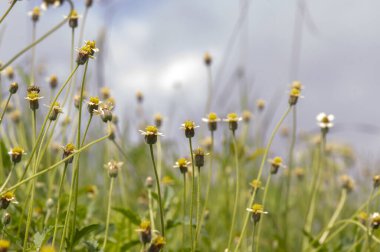 Meksika papatyasında bir bal arısı (Tridax procumbens L.), çayırda küçük sarı çiçekler, seçilmiş odak noktası..