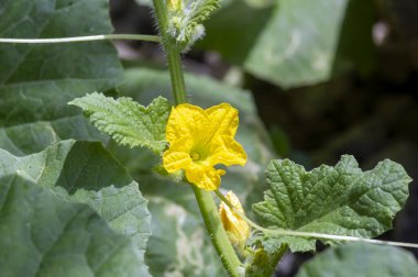 Yeşil yapraklarla iyi yetişen sarı çiçekli kavun bitkisi (salatalık melo).