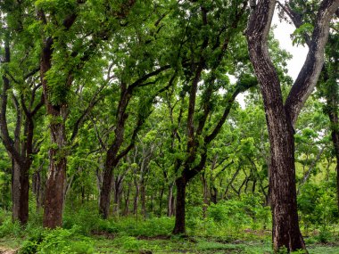 Maun ağacı, Swietenia makrophylla ormanı Gunung Kidul, Yogyakarta, Endonezya.