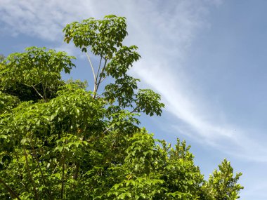 Baobab Afrika ağacı, Adansonia digitata yeşil yapraklar mavi gökyüzü arka planı.