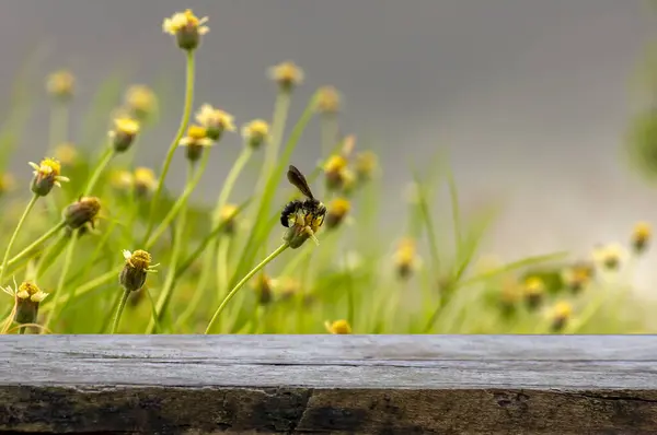 Alter Holztisch Zur Produktpräsentation Vor Einer Honigbiene Auf Mexikanischem Gänseblümchen Stockfoto