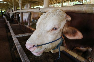 Erkek inekler, Bos Taurus, Kulon Progo, Yogyakarta, Endonezya 'daki çiftlik evinde..