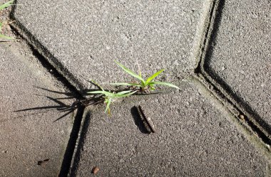 Kırkayak bir yılan, Harpaphe haydenana, yerde gölgesi olan sarı benekli kırkayak olarak bilinir..