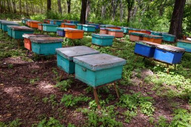 Mahogany ormanlarındaki renkli arılar, Gunung Kidul, Yogyakarta, Endonezya 'daki arı kovanları..