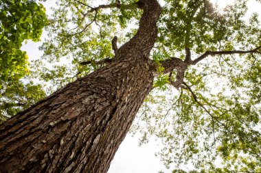 Maun ağacı, Swietenia makrophylla ormanı Gunung Kidul, Yogyakarta, Endonezya.
