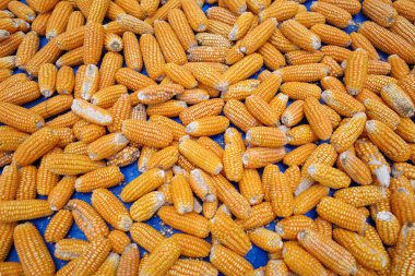 Sarı kurutulmuş mısır, Kulon Progo, Yogyakarta, Endonezya 'daki tarladan hasat..