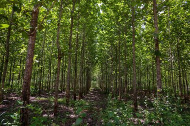Gunung Kidul, Yogyakarta, Endonezya 'daki Young Tak (Tectona Grandis) orman çiftliği.