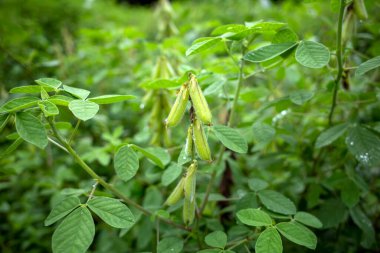Orok-orok veya Crotalaria longirostrata, chipilin (Crotalaria pallida) tohumu ve yaprakları.