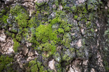 Doğal arkaplan ve duvar kağıdı için ağaç kabuğunda yeşil yosun.