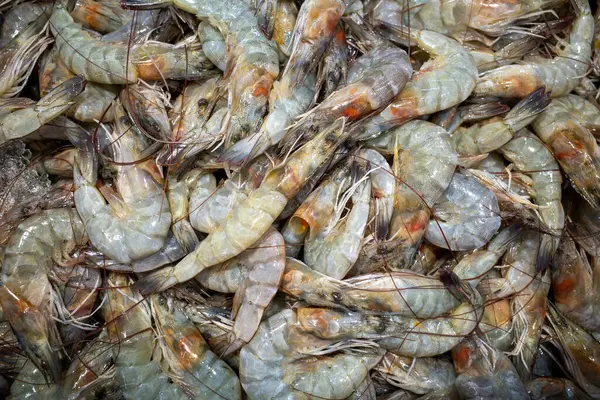 Udang, taze karides, Littopenaeus vannamei, Endonezya, Yogyakarta 'daki süpermarkette buzun üzerinde..