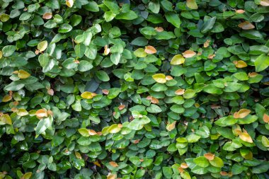 Daun Dolar Rambat, Dollar Creepers Ficus pumila, Ficus cinsinden bir sarmaşık türü..