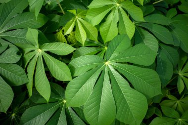 Cassava, Mandioa, Manioc, Tapioca ağaçları (Manihot esculenta), taze yeşil yapraklar.