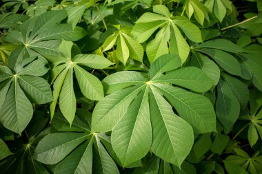 Cassava, Mandioa, Manioc, Tapioca ağaçları (Manihot esculenta), taze yeşil yapraklar.