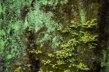Yeşil yosun sığ odak noktasında duvarda. Doğa arkaplanı.