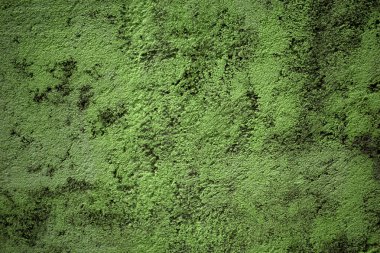 İçerisi için açık yeşil beton duvar, sanat duvar kağıdı veya sanatsal doku arka planı.