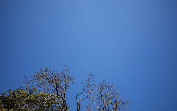 Dry forest tree canopy with clrea blue sky  background. Natural wallpaper.