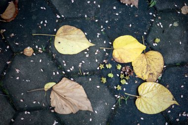 Tahongai, konuk ağaç (Kleinhovia hosita), Timoho (Java, Endonezya) olarak bilinir), çiçekler, tohumlar, yerde kuru ve yeşil yapraklar.