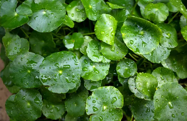 Daun Pegagan 'ın yakınında, Centella asiatica yaprakları su sıçraması ile kaplanır. Doğa arkaplanı.