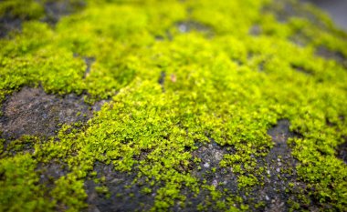 Sığ odak noktasında taşın üzerinde yeşil yosun var. Bilgisayar arkaplanı.