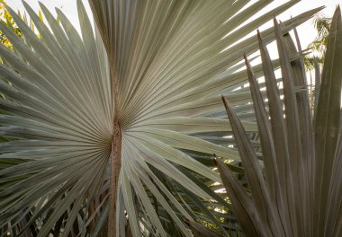Bismarckia nobilis or Bismarck palm, a palm tree for a politician. clipart