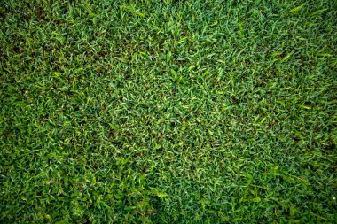 Sabah çiğ ile yeşil çimen dokusu, yeşil duvar kağıdı ve arkaplan yapımında kullanılan çimen bahçesinin üst görünümü.