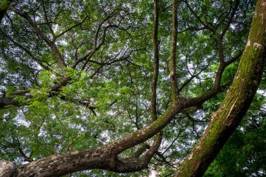 Trembesi 'nin tepesi (Samanea saman), yağmur ağacı, maymun kapsülü ağacı.