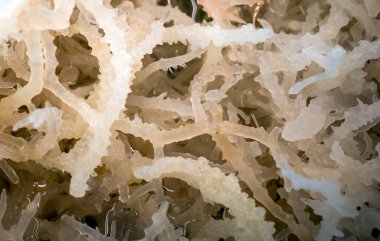 Eucheuma Spinosum deniz yosunu, insan sağlığı ve işlevi için çok önemlidir ve Endonezya kıyılarında yaygın olarak bulunur..