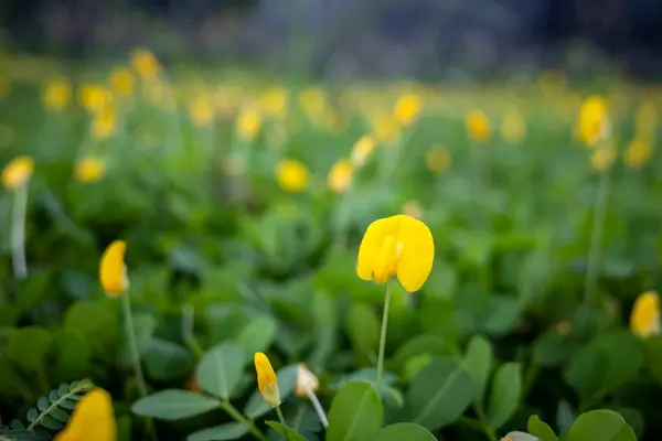 stock image Tiny yellow flowers, Arachis duranensis  wild peanut among green leaves in shallow focus.
