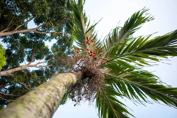 Ağaçta asılı kırmızı bölge fındık palmiyesi, Betel fındığı, Betel palmiyesi (Areca catechu).