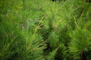 Cemara Udang, Avustralya çam ağacı ya da ıslık çalan çam ağacı (Casuarina equisetifolia) yaprakları, yüzeysel bir odak noktasıdır. Doğal arkaplan.