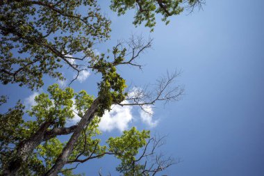 Mahogany tree, Swietenia macrophylla forest in Gunung Kidul, Yogyakarta, Indonesia. clipart