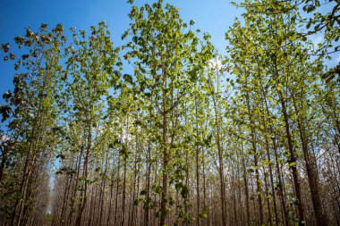 Gunung Kidul, Yogyakarta, Endonezya 'daki Young Tak (Tectona Grandis) orman çiftliği.